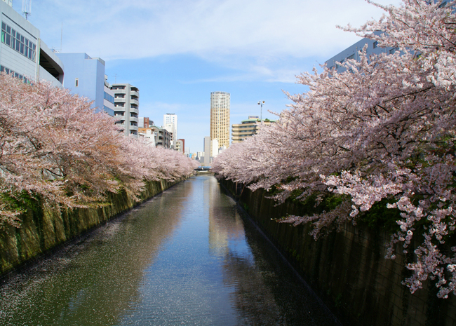 春には満開の目黒川の桜が楽しめる