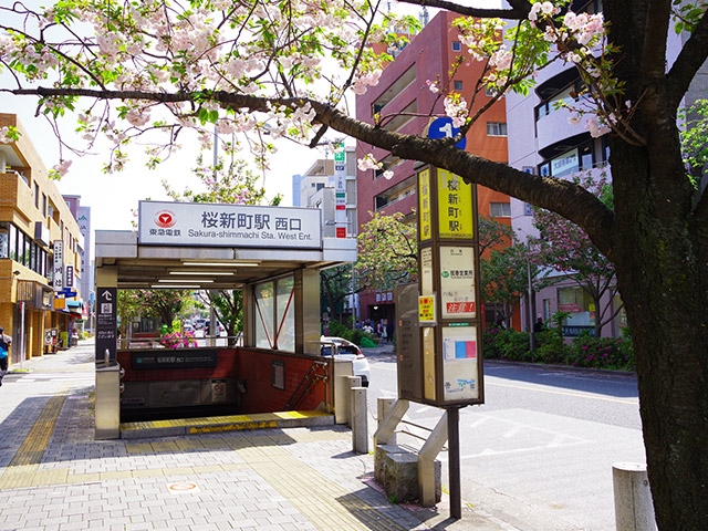 桜新町駅前の八重桜